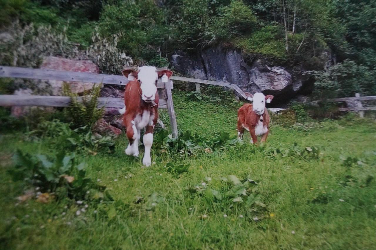 Krandlhof Lägenhet Zell am Ziller Exteriör bild